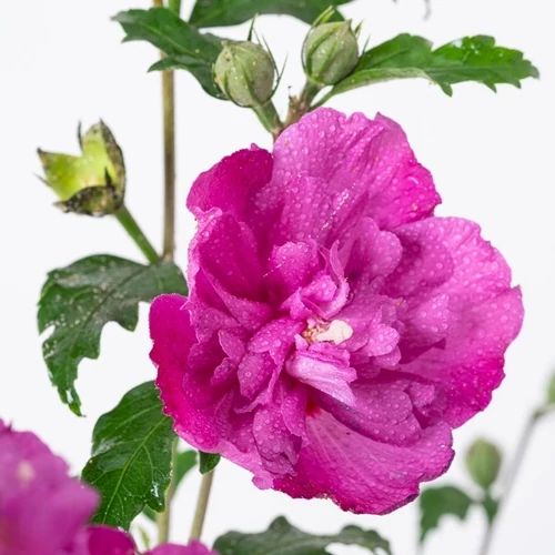 Mályvacserje  purple ruffles