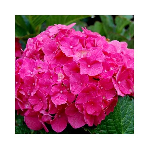 Hortenzia ‘Bouquet rose’ 2 literes konténerben