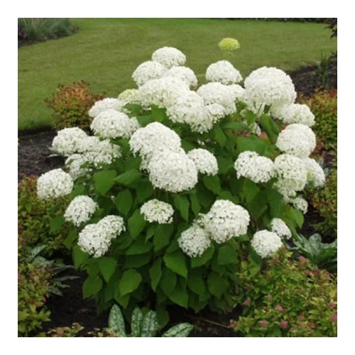 Cserjés Hortenzia 2 literes konténerben