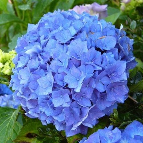 Hortenzia 'Early Blue' 2 literes cserépben