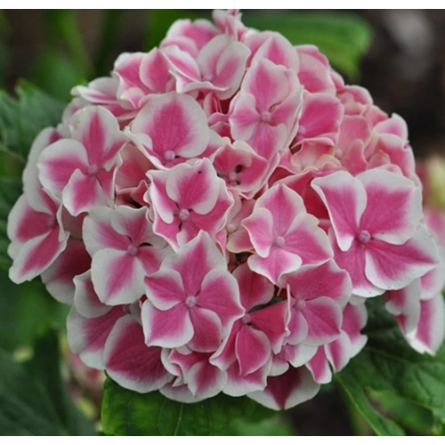 Hortenzia  ‘Peppermint’ 3 literes cserépben