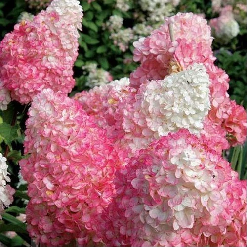 Bugás hortenzia pink lady, 2 lit kont