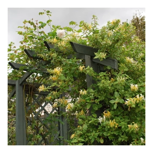 Örökzöld japán lonc, Lonicera 2 lit. kont. 30-60 cm