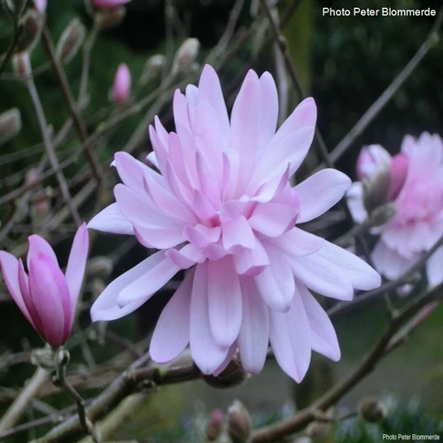 Liliomfa stellata rosea 2lit