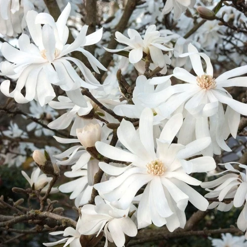 Liliomfa stellata royal star 2lit