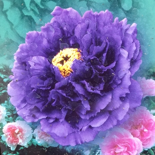 Bazsarózsa fásszárú 1 lit kont.  lila, telt virágú