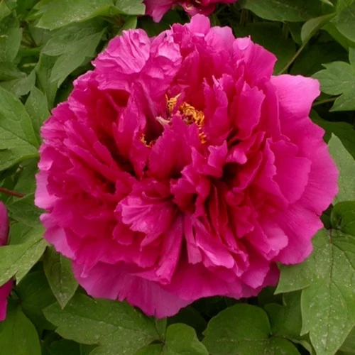 Bazsarózsa fásszárú 3 lit. paeonia wu long peng sheng
