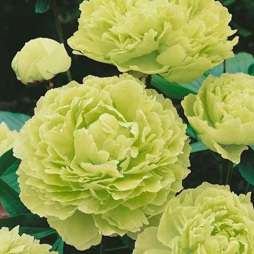 Bazsarózsa fásszárú, oltván 'Groen'
