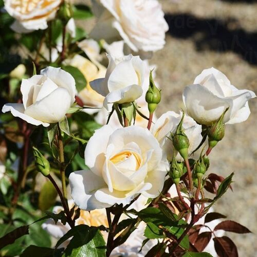 Rózsa talajtakaró 1,5 literes, fehér