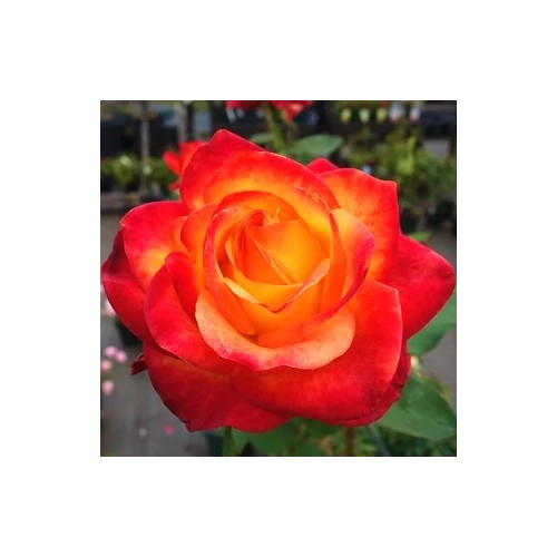Rosa alinka 2 literes konténerben