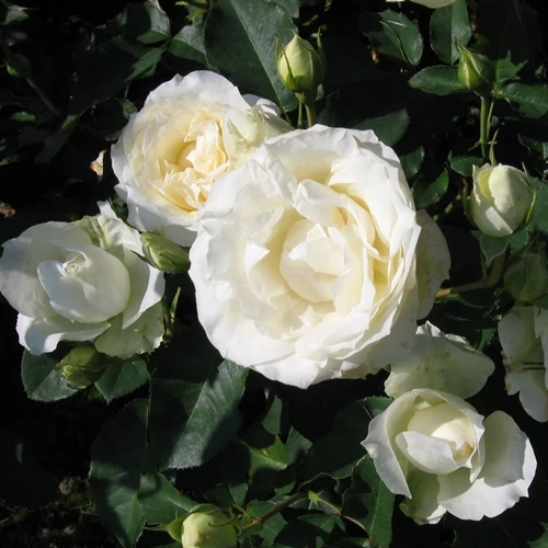 Rosa fehér Bianca bokorózsa, 2 lit.