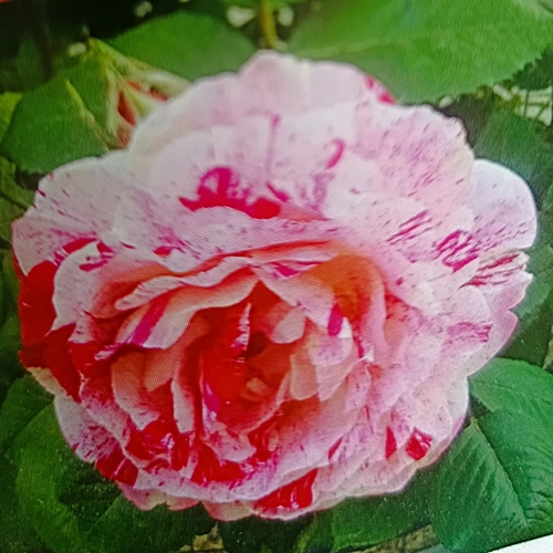 Rózsa cristata