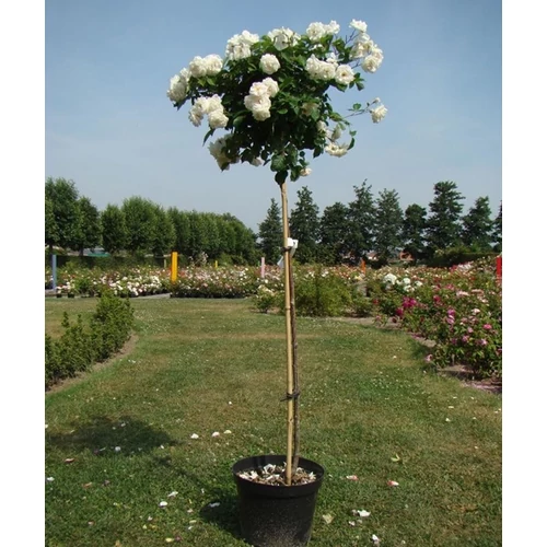 Magastörzsű teahibrid rózsa, 150 cm, white weekend