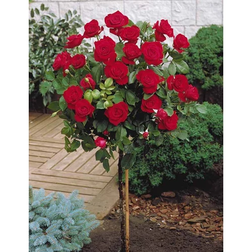 Magastörzsű teahibrid rózsa, 150 cm,  Dame de Coeur