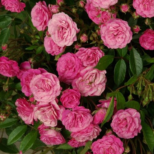 Rózsa talajtakaró 1,5 literes, pink