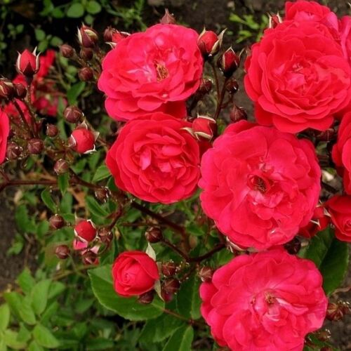Rózsa talajtakaró 1,5 literes, piros