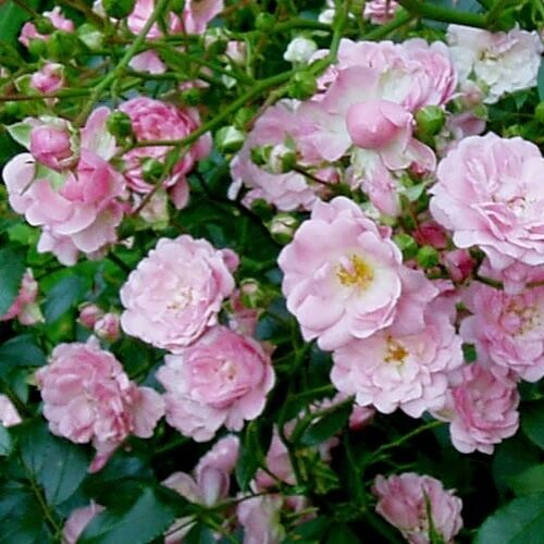Rózsa talajtakaró 1,5 literes, rózsaszín