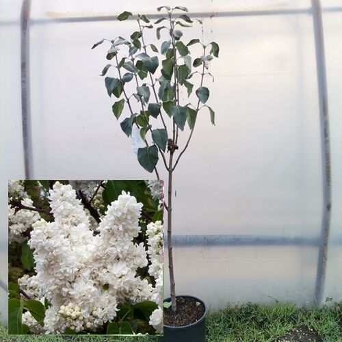 Orgona fa ~130 cm, telt virágú, fehér