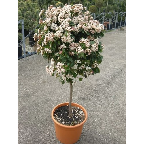 Téli Bangita, Viburnum tinus 80-90 cm fa