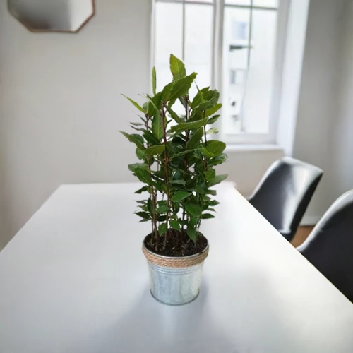 Babér 30 cm cink edényben