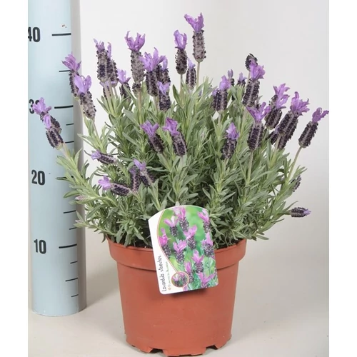 Francia Levendula 18 cm-s cserépben