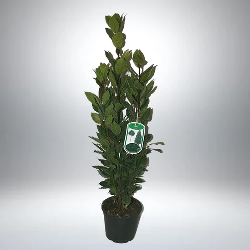 Babér - Fűszerbabér 17 cm-s cserépben