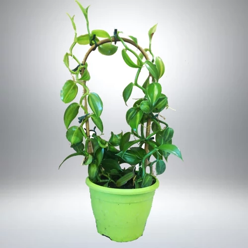 Vanília növény 40 cm