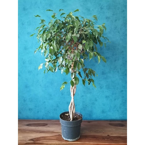 Csüngőágú fikusz 120 cm, fonott törzsű