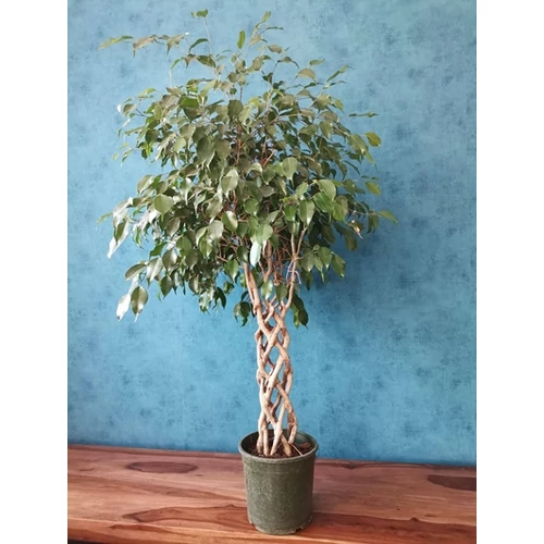 Csüngőágú fikusz 120 cm, csavart törzsű