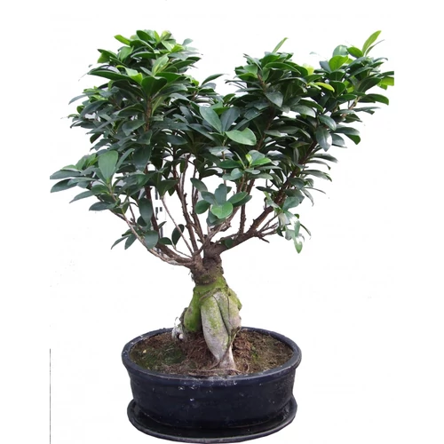 Ficus Ginseng BONSAI 30cm
