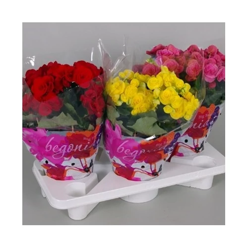 Begonia 13cm-s cserépben