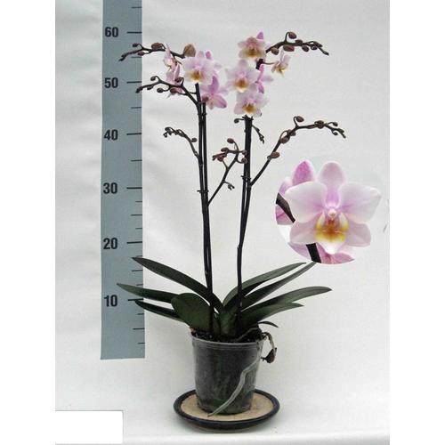 Lepke Orchidea 60cm 2 ág multiflora , rózsaszín