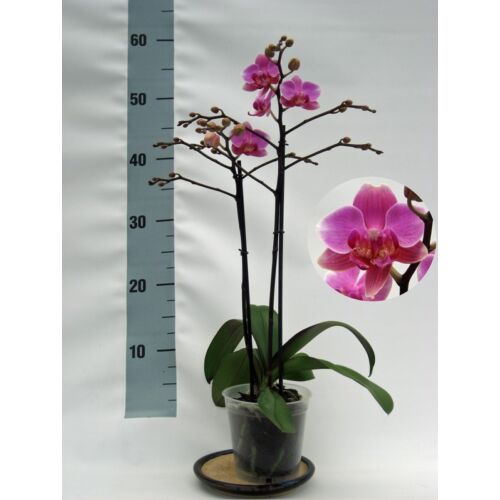 Lepke Orchidea 60cm 2 ág multiflora, pink