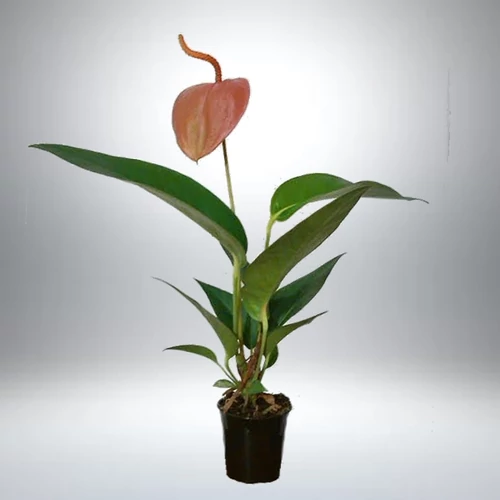 Flamingóvirág, anthurium scherzerianum 6 cm-s cserépben