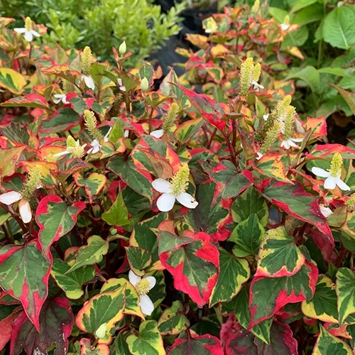 Kaméleonlevél, Houttuynia 12 cm-s cserépben