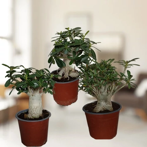 Sivatagi Rózsa bonsai 15-20 cm
