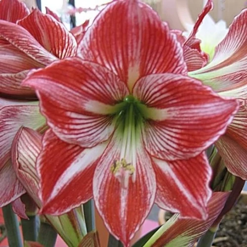 Amarillisz, Hölgyliliom 14cm-s cserépben rózsaszín csíkos