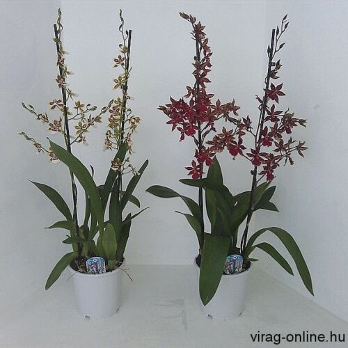 Cambria orchidea 60-70 cm