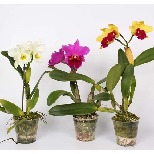 Cattleya virágzó orchidea 30-40 cm