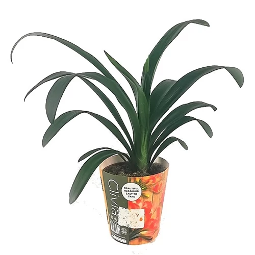 Kafferliliom, Clivia 50cm, 14cm-s cserépben