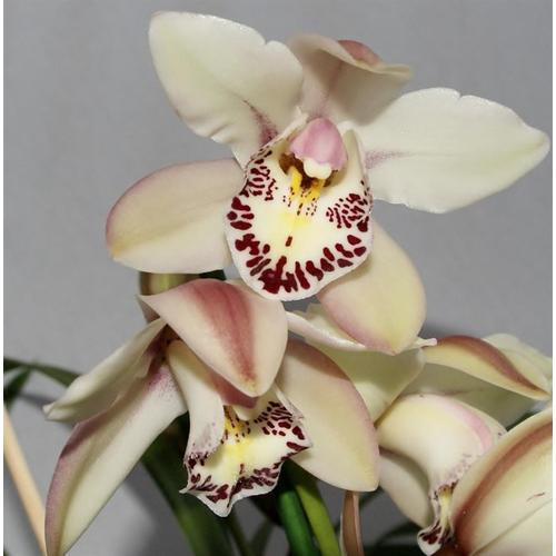 Csónak orchidea 70 cm, halvány rózsaszín - fehér