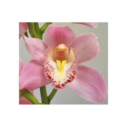 Csónak orchidea 70 cm, rózsaszín
