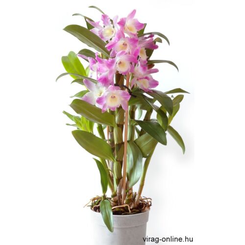 Dendrobium nobile lila 40-50 cm, 12cm-s cserépben