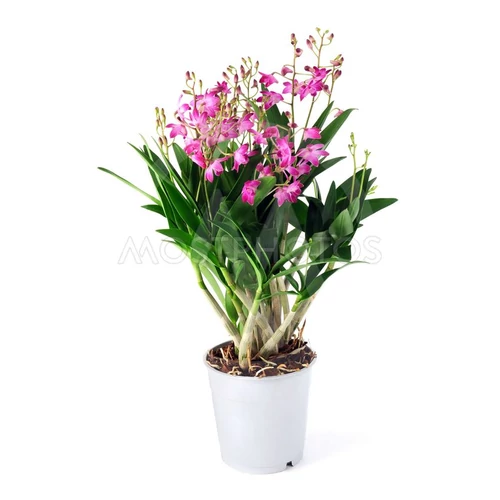 Dendrobium Berry Oda