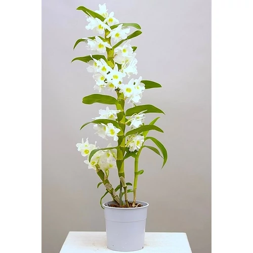 Dendrobium nobile 50-60 cm, 12cm-s cserépben