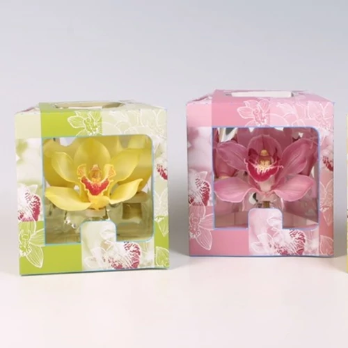 Dobozos Orchidea
