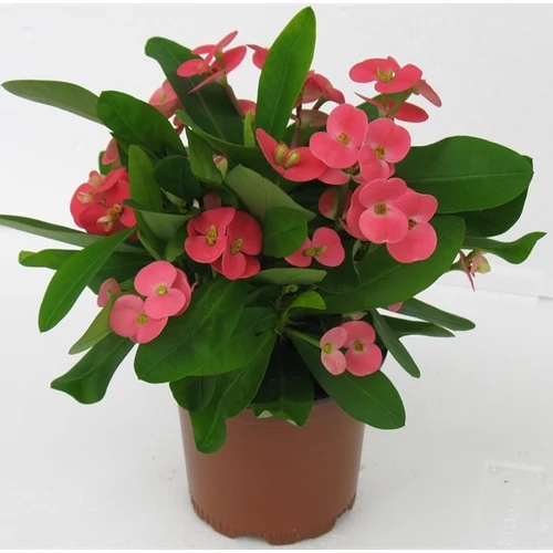 Pompás kutyatej 25 cm, 13cm-s cserépben, rózsaszín