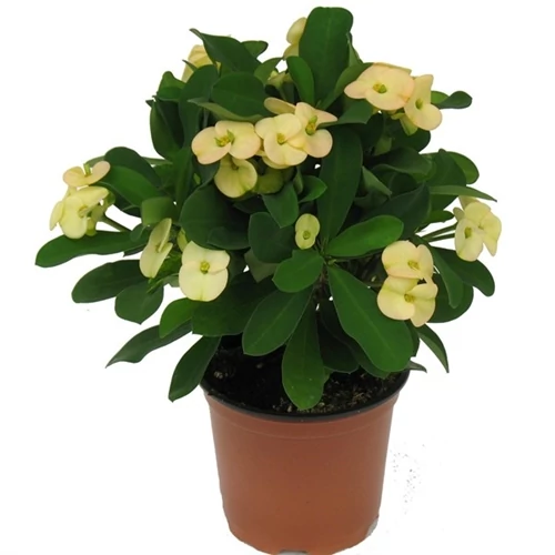 Pompás kutyatej 25 cm, 13cm-s cserépben, sárga