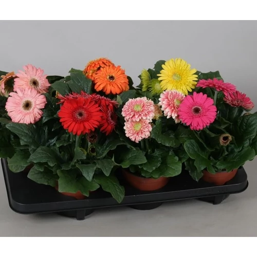 Gerbera 10 cm-es cserépben