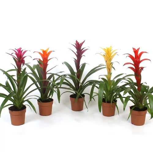 Guzmania 13 cs-es cserépben